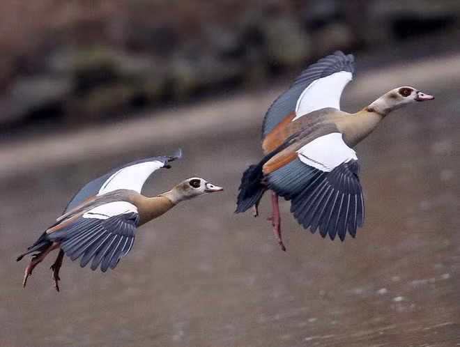 Ngỗng Hi Lạp bay trên một hồ nước ở thành phố Frankfurt, Đức. (Nguồn Guardian)