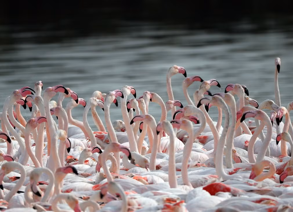 Đàn chim hồng hạc bơi trong công viên động vật hoang dã Ras al-Khor ở thành phố Dubai. (Nguồn Guardian)