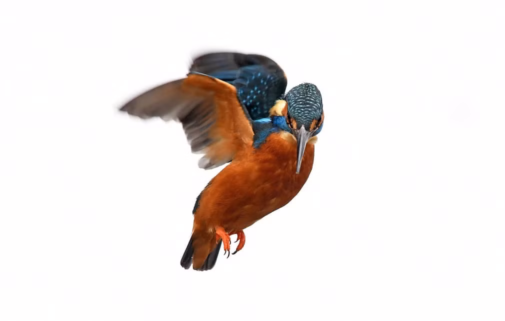 Chim bói cá bay trên cánh đồng tuyết ở Whiteley Woods, Sheffield, Anh. (Nguồn Guardian)