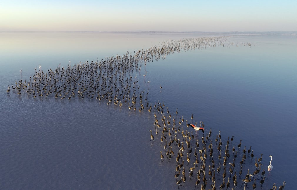 Chim hồng hạc kiếm ăn trên hồ Tuz ở Aksaray, Thổ Nhĩ Kỳ. (Nguồn Guardian)