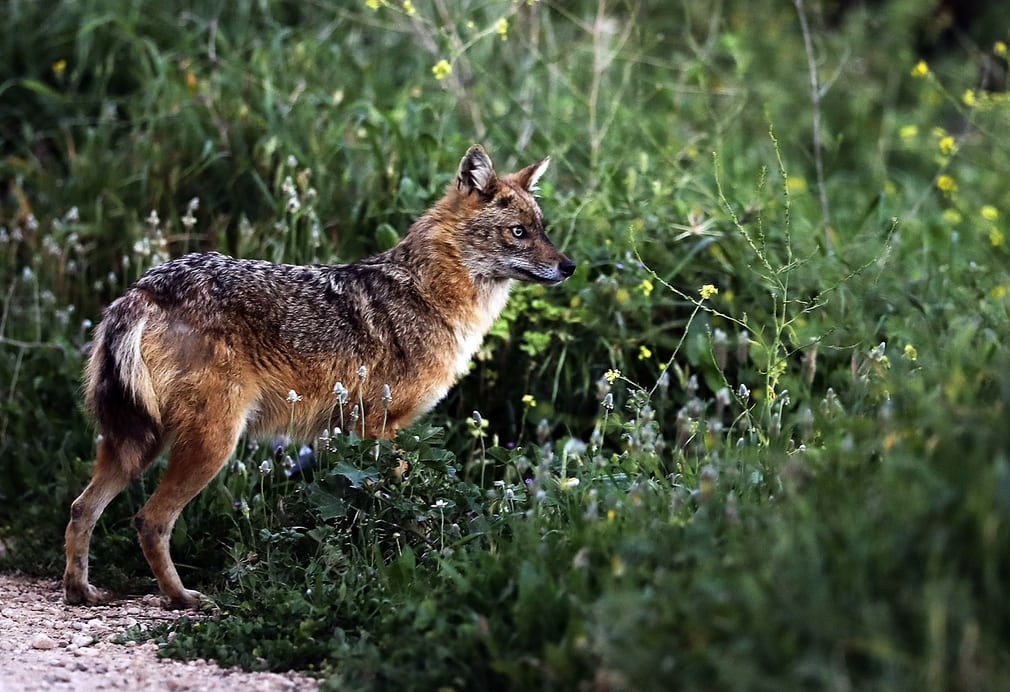 Chó rừng vàng săn mồi trên cánh đồng gần ngôi làng Kfifane ở Beirut, Li Băng. (Nguồn Guardian)