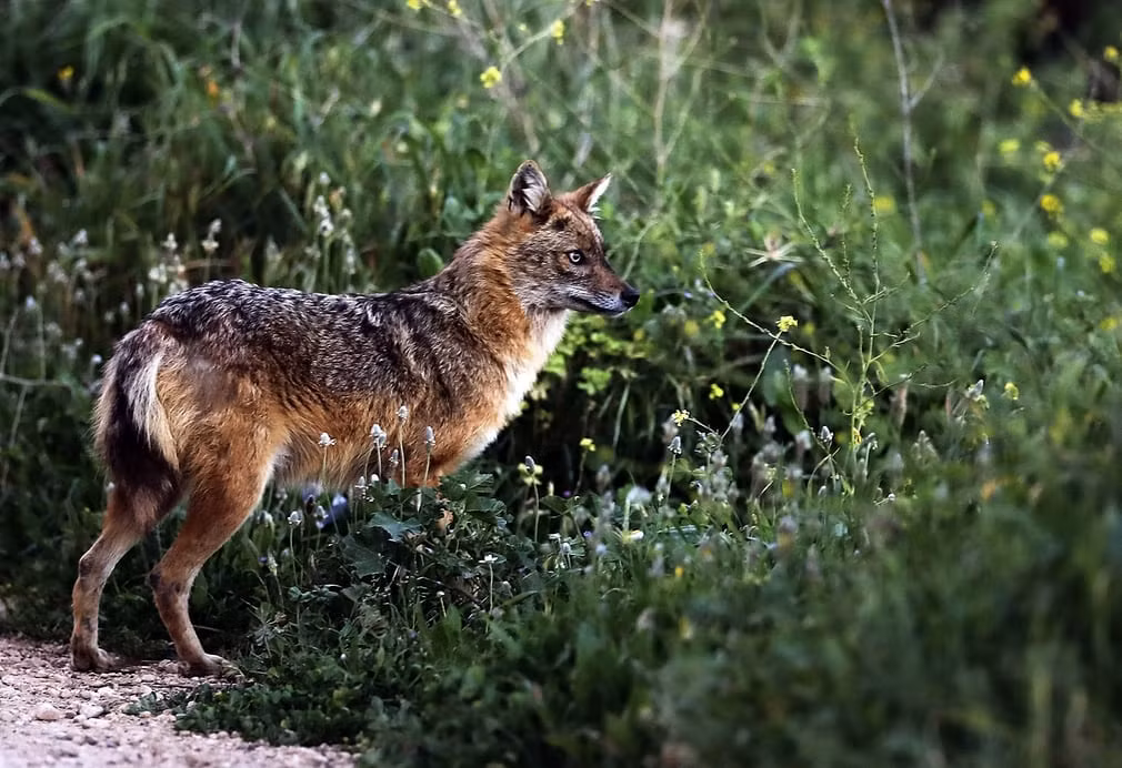 Chó rừng vàng săn mồi trên cánh đồng gần ngôi làng Kfifane ở Beirut, Li Băng. (Nguồn Guardian)
