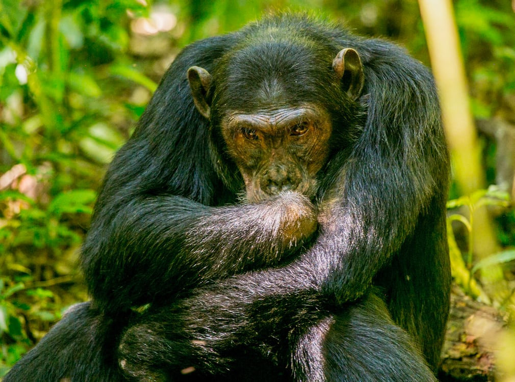 Cử chỉ giống như người của một con tinh tinh trong vườn quốc gia Kibale, Uganda. (Nguồn Guardian)