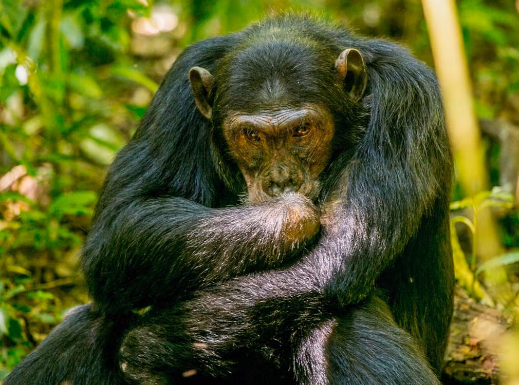 Cử chỉ giống như người của một con tinh tinh trong vườn quốc gia Kibale, Uganda. (Nguồn Guardian)
