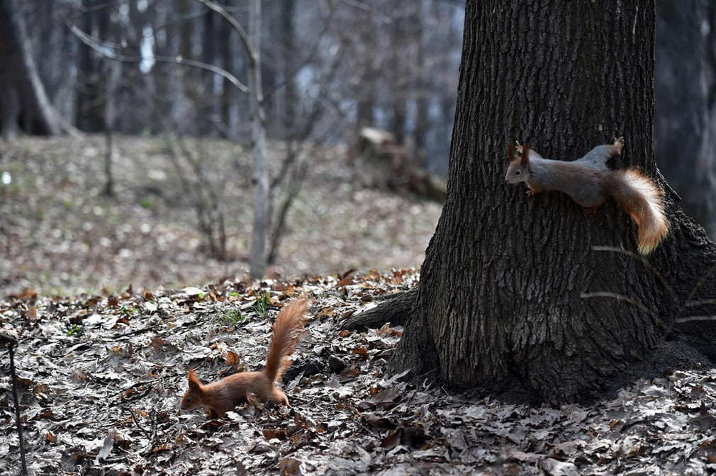 Cặp sóc đuổi nhau trong một công viên ở trung tâm thành phố Kiev, Ukraine. (Nguồn Guardian)
