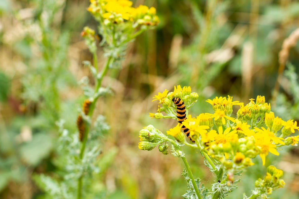 Sâu bướm ăn lá cây cúc dại ở Dorset, Anh. (Nguồn Guardian)