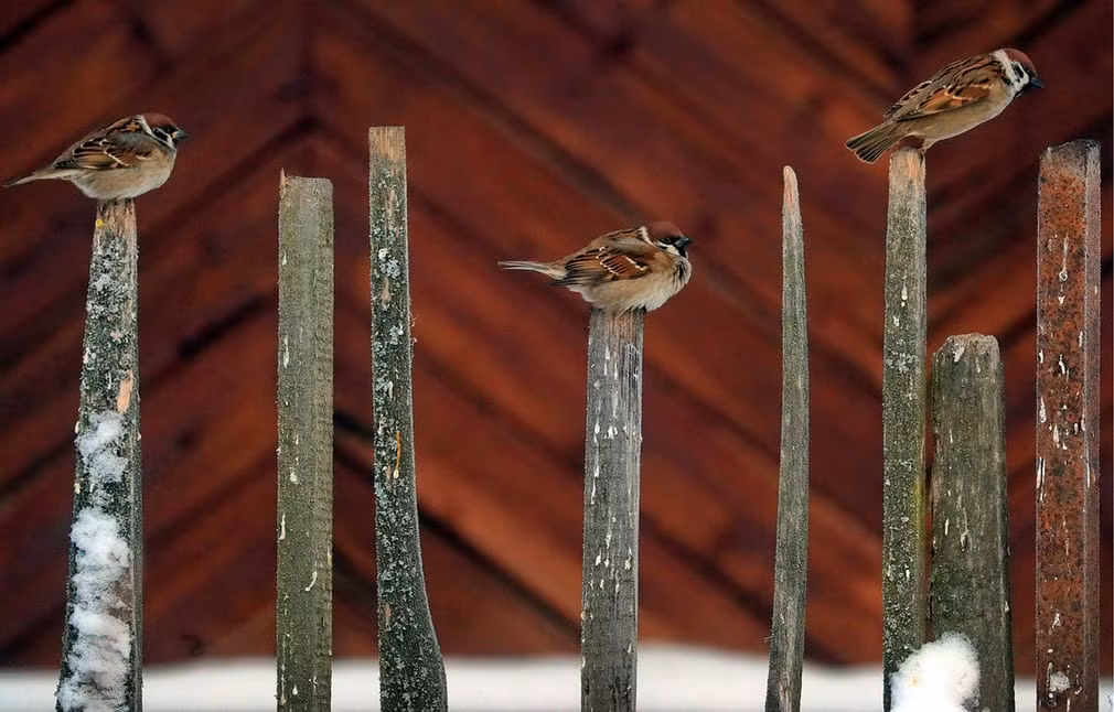 Chim sẻ đậu trên hàng rào tại vùng Ivanovo, Nga. (Nguồn Guardian)