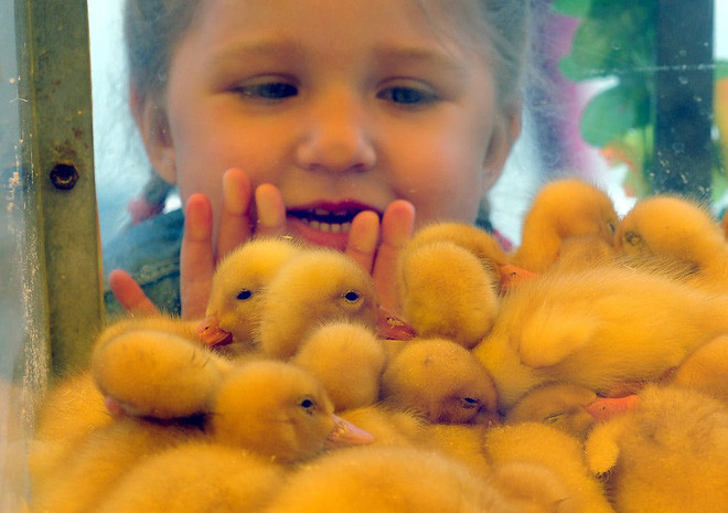Bé gái nhìn những chú vịt con mới nở tại khu triển lãm nông nghiệp quốc tế Belagro ở Shchomyslitsa, Belarus. (Nguồn Guardian)