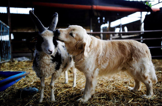 Chó liếm đầu cừu ở thành phố Ramot Naftali, Israel. (Nguồn Guardian)