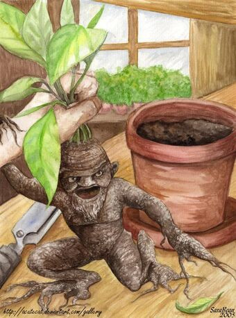 "Cây tử thần" mandrake được mô tả là một loại cây cực kỳ nguy hiểm. Nó mọc ở chỗ tử tù bị treo cổ.