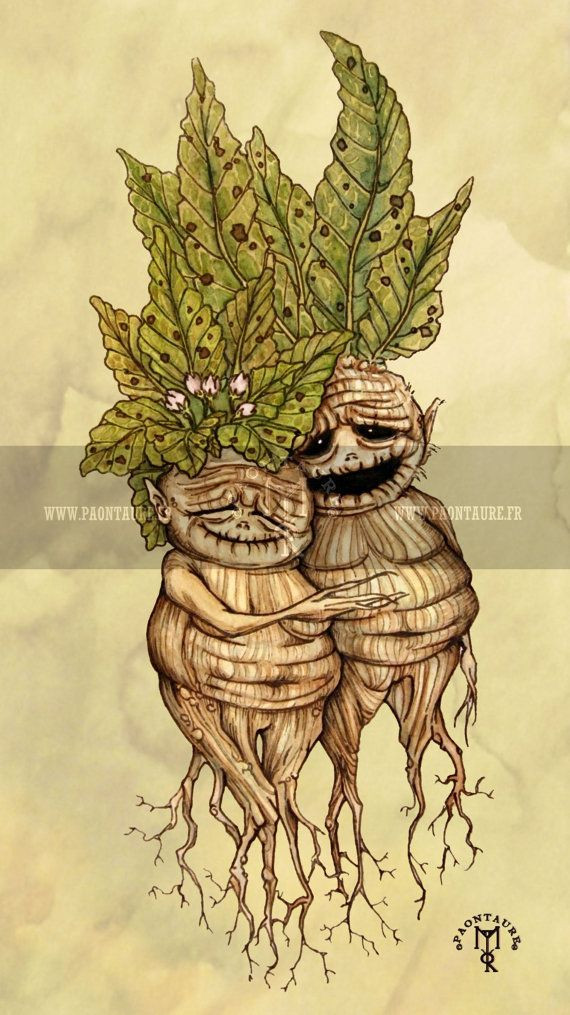 Nhiều người cho rằng đây là quan niệm mê tín của người xưa. Những khả năng đặc biệt của mandrake là do con người sáng tạo ra.