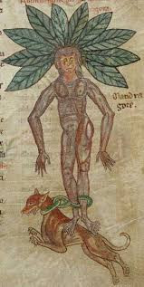 Tuy nhiên, một số người dân ở châu Âu thời xưa tin rằng, "cây tử thần" mandrake có khả năng chữa bện kỳ diệu.