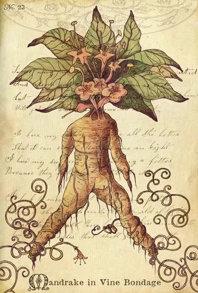 Thực hư tác dụng của cây mandrake trong chữa bệnh theo quan niệm của người xưa đến nay vẫn chưa thể kiểm chứng.