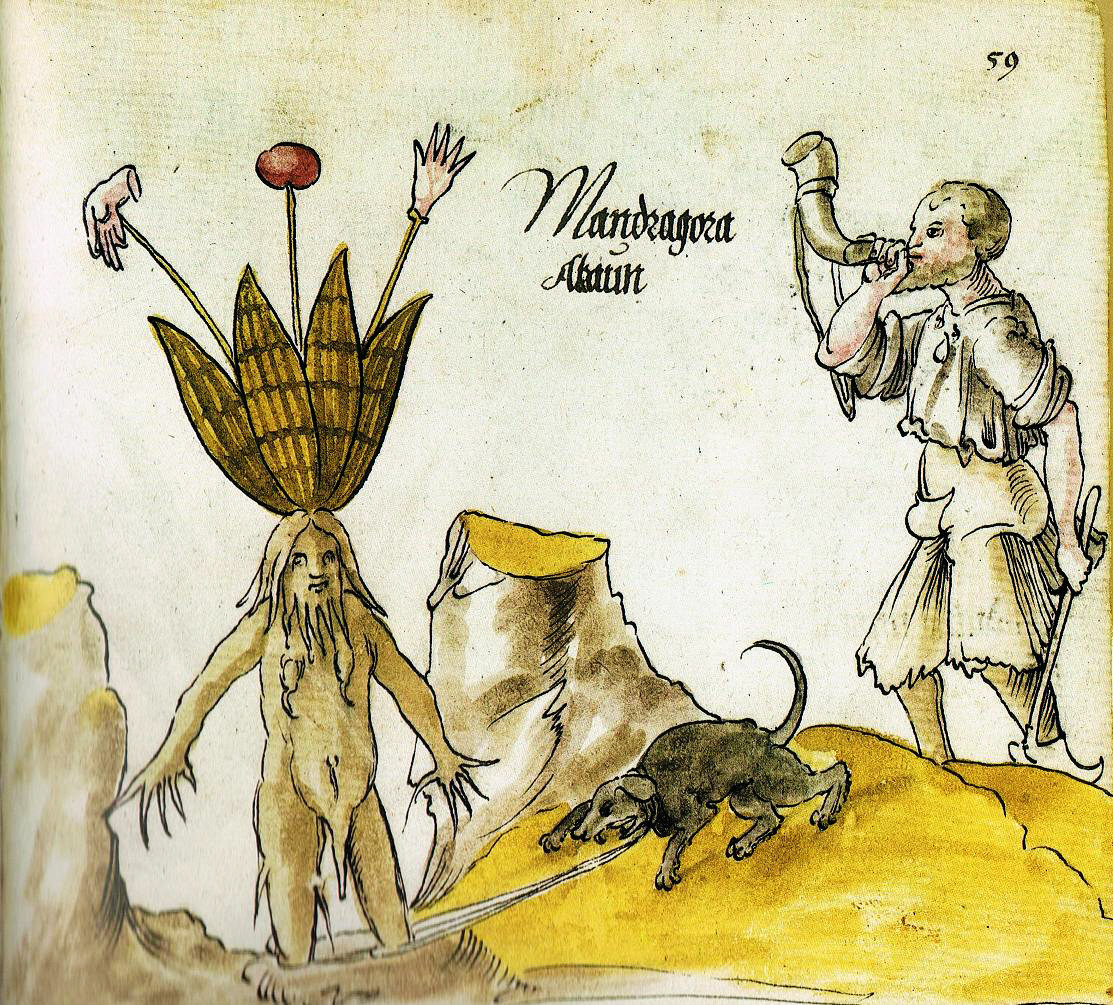 Khác với những loại cây thông thường, rễ của mandrake mang hình dáng giống con người.