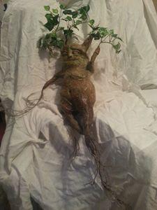 Theo truyền thuyết, khi người ta nhổ một cây mandrake lên thì nó sẽ hét lên khủng khiếp.