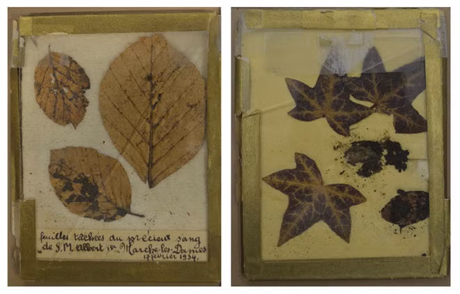 Vào năm 2013, một cuộc bán đấu giá gây xôn xao dư luận bởi thứ được đem bán là những chiếc lá nhuốm máu Vua Albert I.