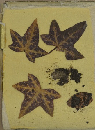 Hai người thân còn sống của Vua Albert I đồng ý làm xét nghiệp ADN để so sánh với mẫu máu trên chiếc lá có mối quan hệ huyết thống hay không.