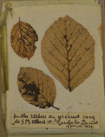 Nhiều người hoài nghi máu trên những chiếc lá đó có thực sự thuộc về Vua Albert I. Để giải mã bí ẩn này, một cuộc điều tra được tiến hành.