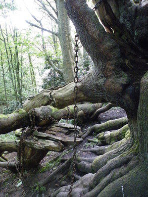 Vào một buổi tối, bác tước Shrewsbury đi về nhà bằng cỗ xe ngựa. Giữa đường đi, xe ngựa của ông dừng lại chỗ cây sồi vì một phụ nữ ăn xin chặn đường.