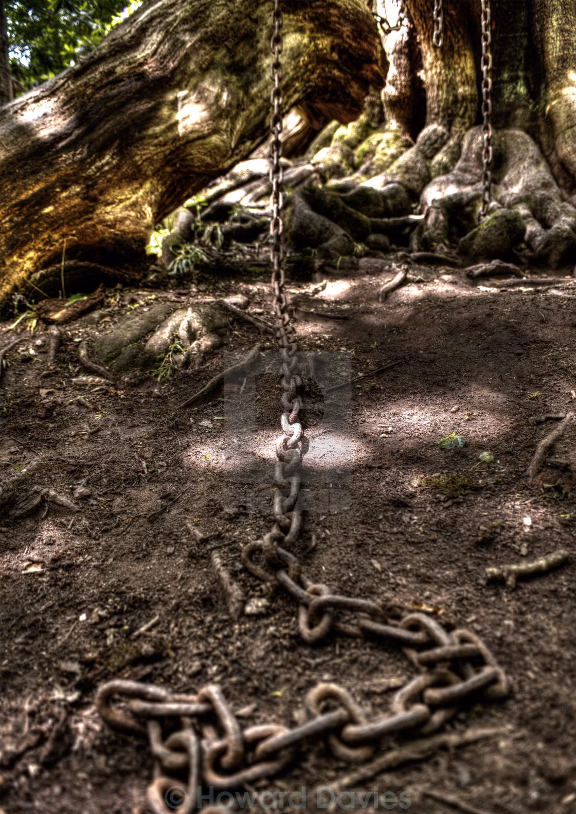 Để không có thành viên nào trong gia đình mất mạng vì "lời nguyền", bá tước Shrewsbury cho người đem dây xích đến cột chặt quanh cây để không cành nào rơi xuống đất. Kể từ đó, cây cồi bị xiềng xích suốt nhiều năm.