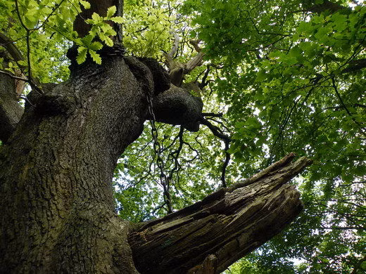 Người dân địa phương lưu truyền câu chuyện rùng rợn về cây sồi cổ và vì sao nó bị xiềng xích. Giai thoại kể rằng, một bá tước giàu có tên Shrewsbury sống ở khu vực này hồi xưa.