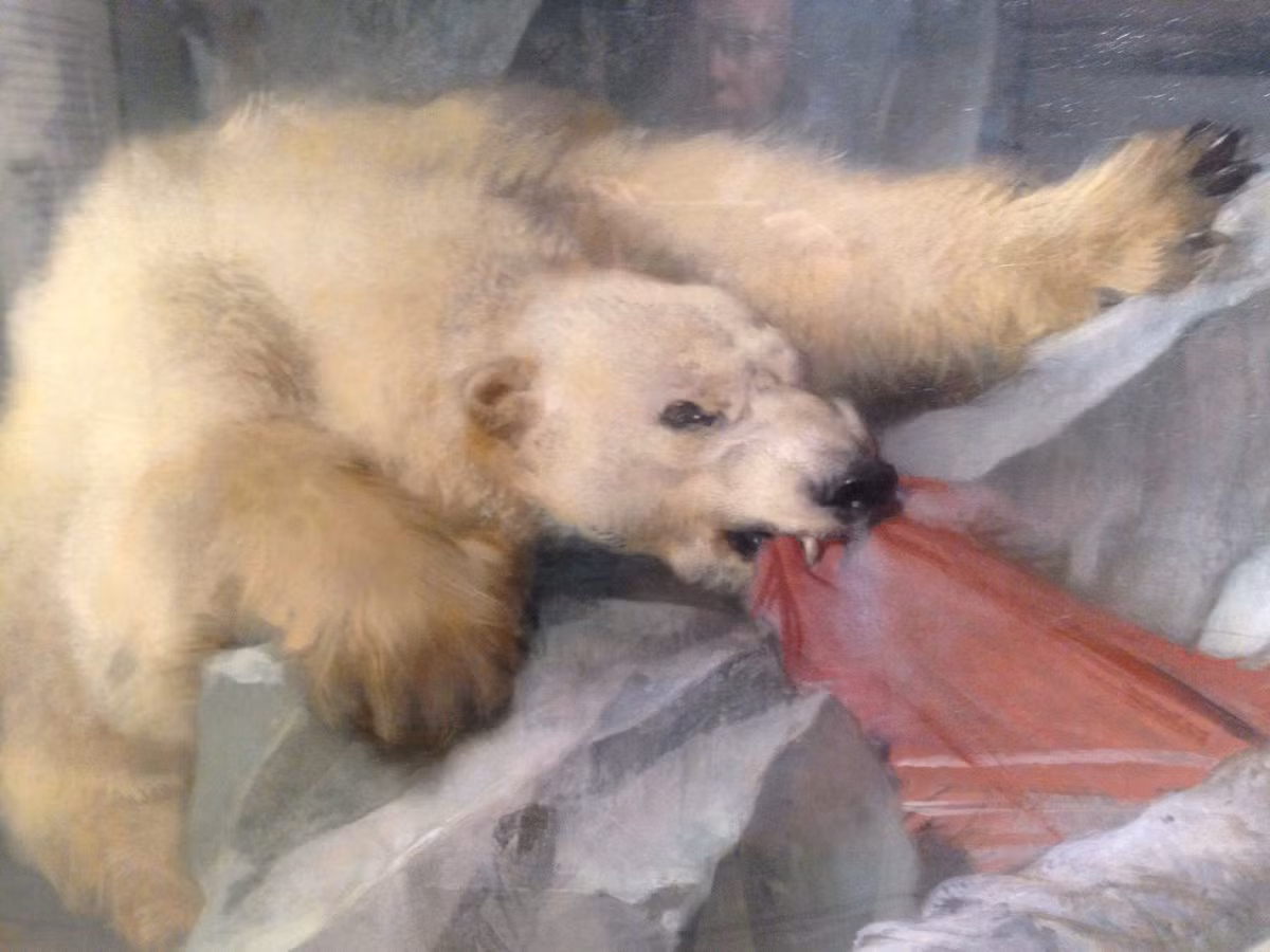 Đến nay, giới khoa học vẫn chưa thể chứng minh bức tranh của họa sĩ Edwin có thực sự "bị nguyền rủa" hay không do điều này không thể rất khó kiểm chứng. Mời độc giả xem video: Hé lộ chân dung đích thực nàng Mona Lisa trong bức tranh cùng tên qua xét nghiệm AND. Nguồn: VTC14.