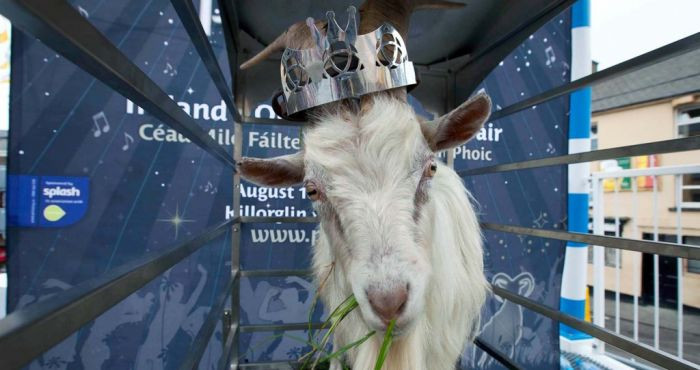 Lễ hội độc đáo này được tổ chức từ việc một con dê đực tách khỏi đàn để chạy trở về báo cho dân làng Killorglin về sự xuất hiện của những kẻ xâm lược.