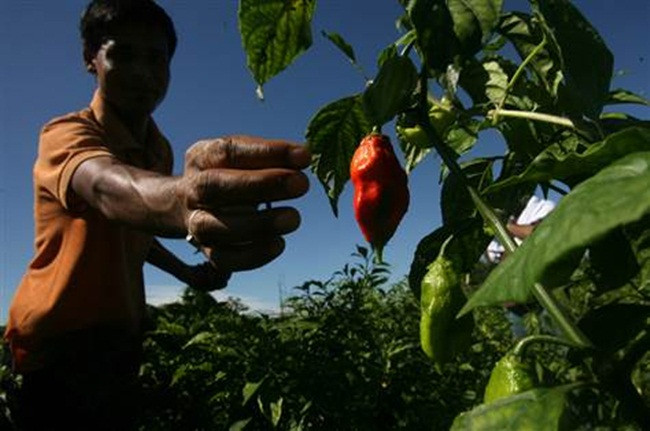 Ớt ma này được đánh giá hơn 1 triệu đơn vị nhiệt Scoville (SHU).