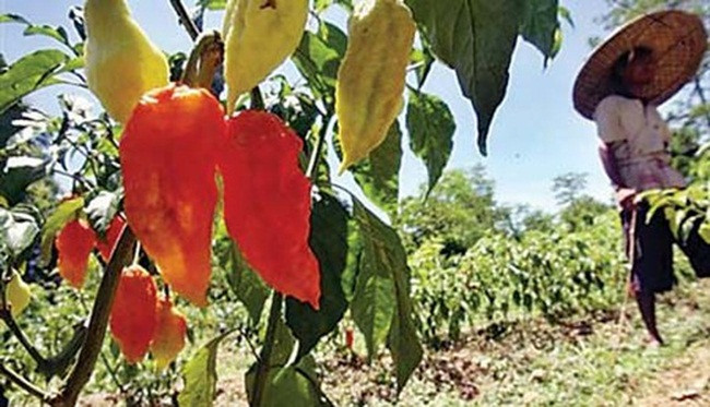 Khi chín, quả ớt dài 6-8cm, có màu đỏ, vàng, cam hoặc màu socola.