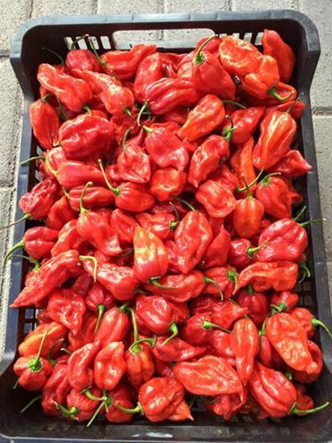 Ớt ma có tên là Jolokia Bhut, được trồng ở Đông Bắc Ấn Độ. Năm 2007, chúng được ghi vào sách kỷ lục Guiness.