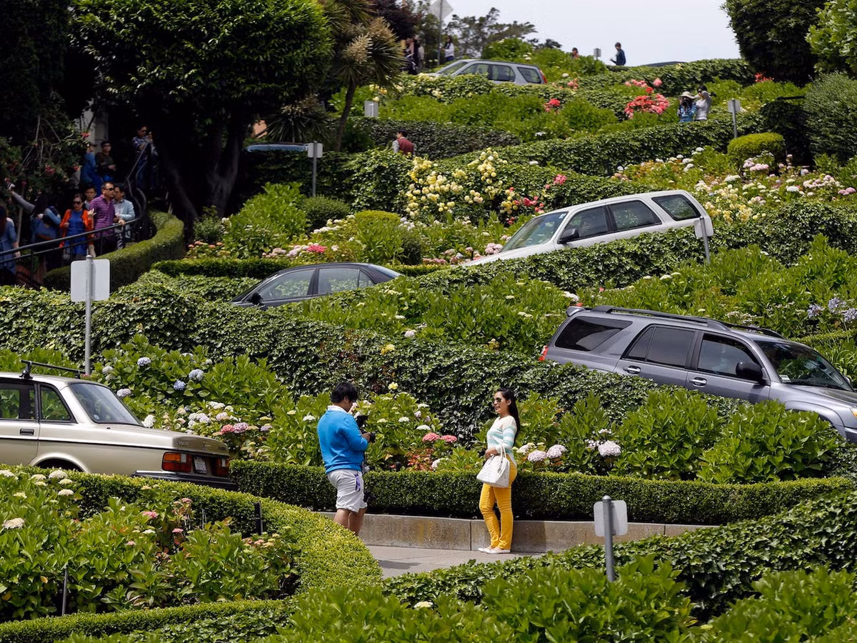 Trong số những loài hoa được trồng hai bên đường Lombard có hoa cẩm tú cầu.
