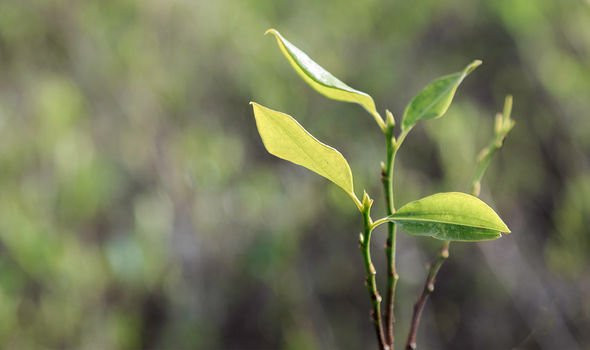 Trong số này, các chuyên gia, nhà nghiên cứu phát hiện người Inca thời xưa có một loại lá được xem quý hơn vàng. Đó chính là lá coca.