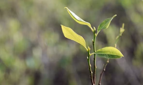 Trong số này, các chuyên gia, nhà nghiên cứu phát hiện người Inca thời xưa có một loại lá được xem quý hơn vàng. Đó chính là lá coca.
