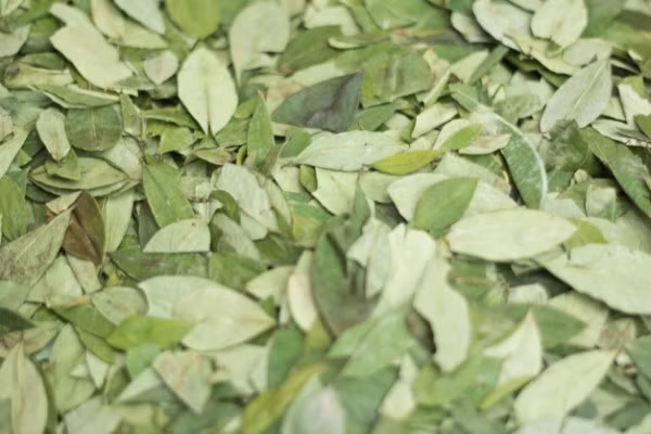 Người dân Inca thời xưa cũng nhai lá coca giúp cơ thể không còn cảm giác đói khát, mệt mỏi và tinh thần phấn chấn hơn.