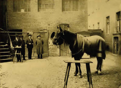 Sau khi ông Osten qua đời năm 1909, Clever Hans qua tay nhiều đời chủ và cuối cùng không có tin tức nào. Mời độc giả xem video: Cuộc thi nhan sắc dành cho ngựa ở Các tiểu vương quốc Ả rập thống nhất. Nguồn: VTC14.