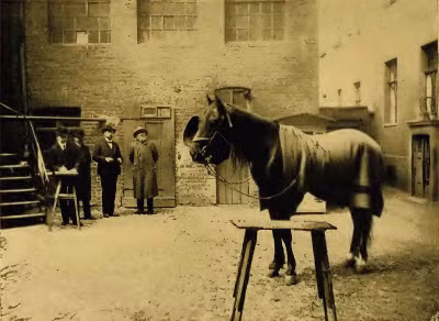 Sau khi ông Osten qua đời năm 1909, Clever Hans qua tay nhiều đời chủ và cuối cùng không có tin tức nào. Mời độc giả xem video: Cuộc thi nhan sắc dành cho ngựa ở Các tiểu vương quốc Ả rập thống nhất. Nguồn: VTC14.