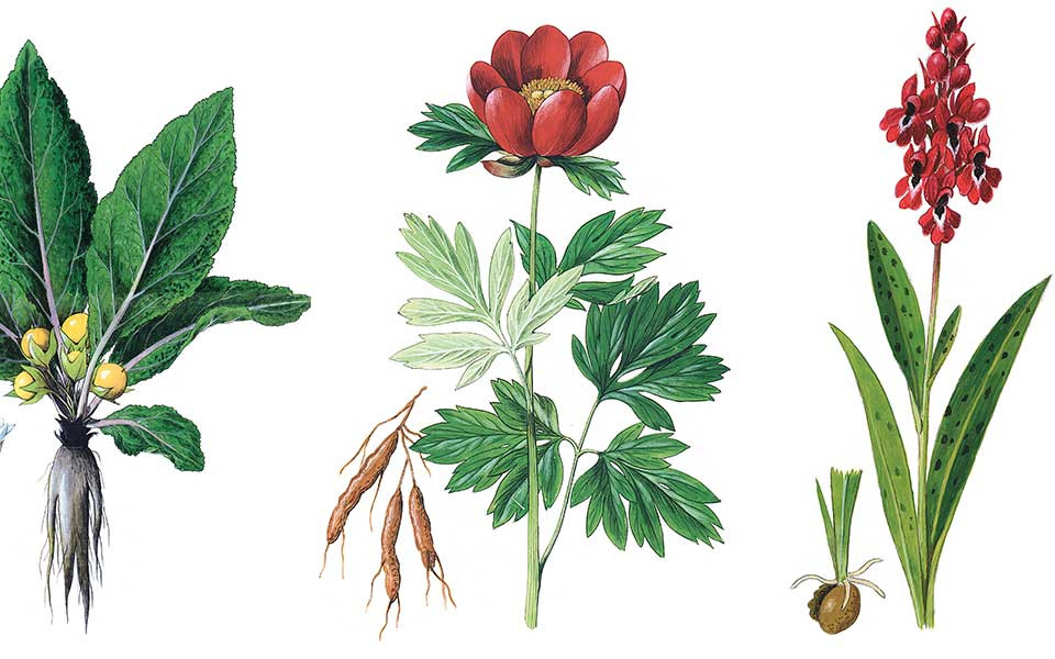 Biết được điều này, quân đội của đế chế La Mã và Hy Lạp đã tẩm chất độc chiết xuất từ những cây độc dược lên đầu các mũi tên.