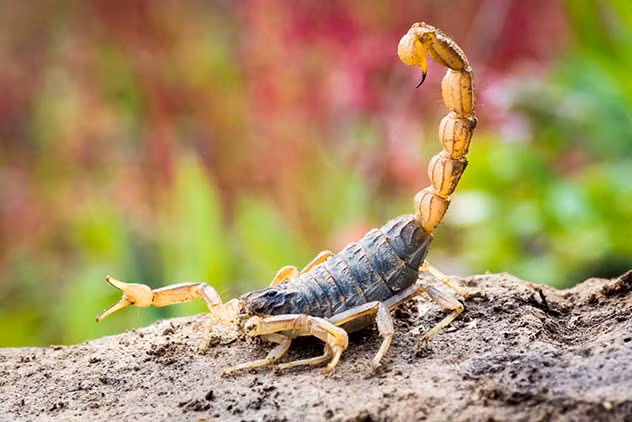 Vào thời cổ đại, một vũ khí sinh hóa học được sử dụng là bom bọ cạp. Người Iraq đã sử dụng vũ khí này để chống lại Hoàng đế cLa Mã Lucius Septimius Severus từ năm 198 – 199 sau Công nguyên.