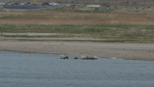 Quản lý hồ Dave Shearer cho hay đã nhìn thấy có thứ gì đó gần bờ Hồ Muối Lớn vào khoảng 6 năm trước.