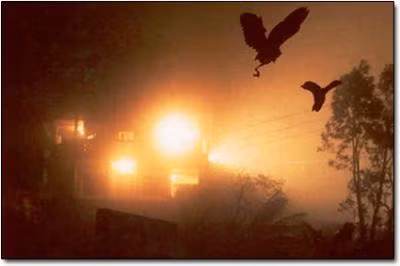 Chính vì vậy, cái chết của hàng trăm con chim ở làng Jatinga trở thành bí ẩn lớn.