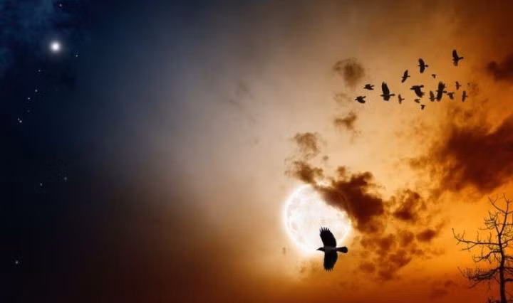 Cụ thể, hàng năm, cứ vào các buổi tối trong tháng 9 - 10, hàng trăm con chim tìm đường bay đến ngôi làng Jatinga.