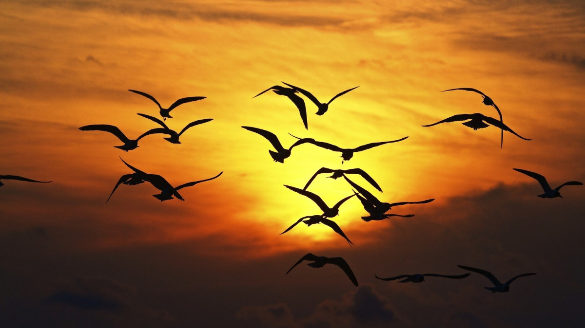 Những linh hồn này đến làng Jatinga để gieo rắc sự sợ hãi cho người dân bản địa.