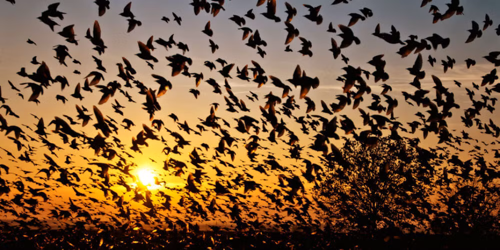 Một số người dân địa phương cho rằng, những con chim tìm đến ở làng Jatinga để chết là vì chúng mang linh hồn của những người Viking.