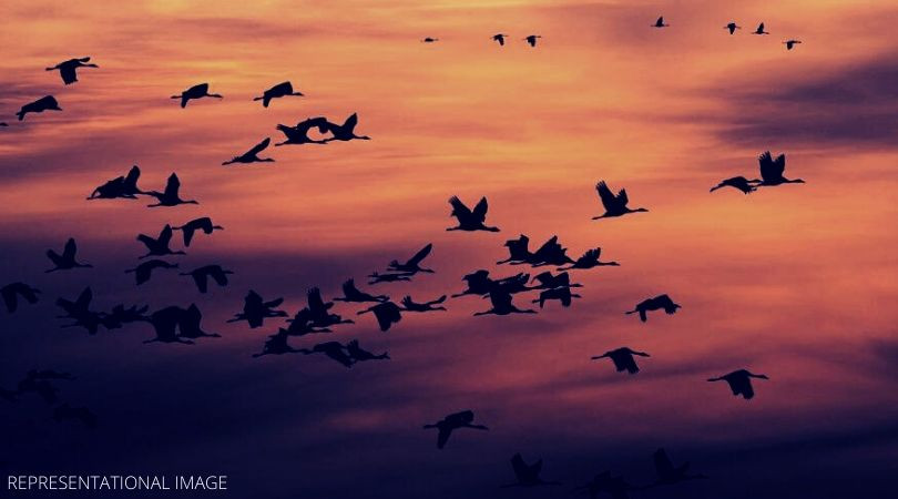 Một giả thuyết khác cho rằng, làng Jatinga là khu vực có từ tính đặc biệt, thu hút những con chim đến khiến chúng mất phương hướng và chết.