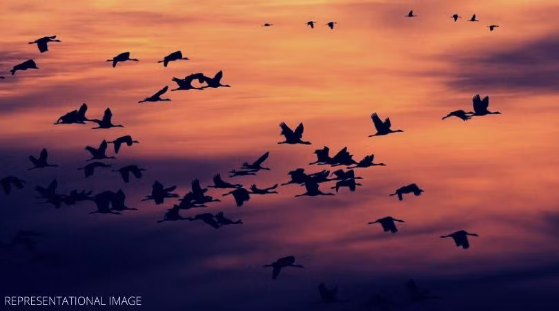 Một giả thuyết khác cho rằng, làng Jatinga là khu vực có từ tính đặc biệt, thu hút những con chim đến khiến chúng mất phương hướng và chết.