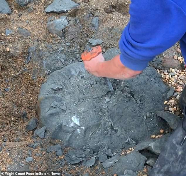 Cúc đá là động vật biển đã tuyệt chủng thuộc ngành Thân mềm giống như sên biển, có họ hàng với ốc anh vũ.