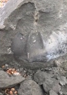 Đây không phải là lần đầu tiên hóa thạch được phát hiện ở bờ biển miền Nam nước Anh.