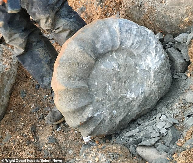 Địa điểm tìm thấy vỏ hóa thạch 115 triệu tuổi là ở ở vịnh Chale trên đảo Wight, Anh.