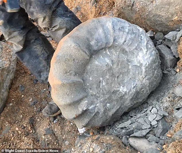 Địa điểm tìm thấy vỏ hóa thạch 115 triệu tuổi là ở ở vịnh Chale trên đảo Wight, Anh.