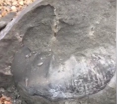 Trong những năm qua, đường bờ biển dài 153 km ở miền Nam nước Anh được biết đến với biệt danh "bờ biển Jura" do có rất nhiều hóa thạch được tìm thấy ở nơi đây. Trong số này, nhiều hóa thạch cổ xưa được ưu giữ trong lớp trầm tích hàng triệu năm tuổi trên đảo Wight. Mời độc giả xem video: Lý Sơn: Phát hiện nghĩa địa hóa thạch 5000 năm. Nguồn: VTC Now.